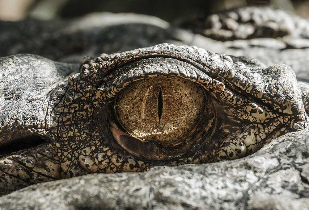 Billie Swamp Safari - Gator Eye