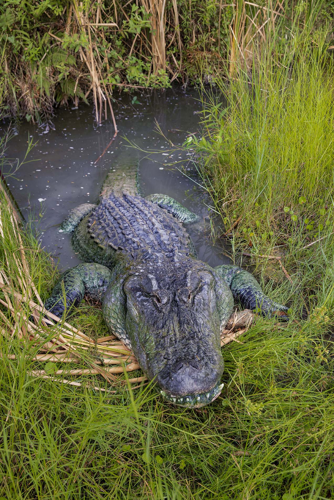 Top Tips for Enjoying Florida Everglades Wildlife - Florida Seminole Tourism