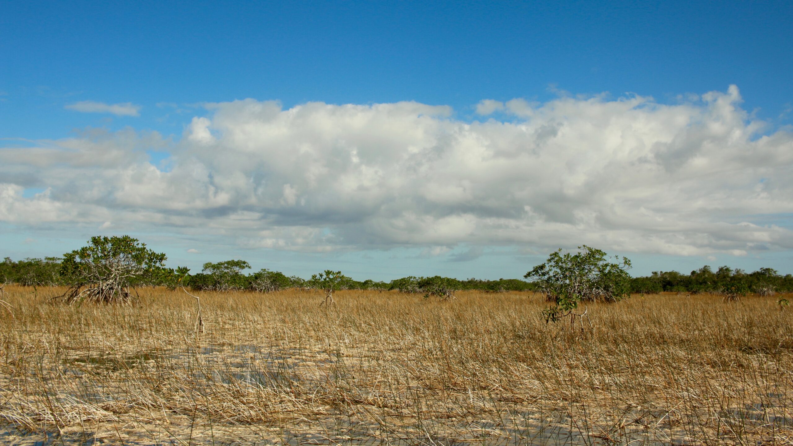 sawgrass, Florida Everglades, Evergaldes, biodiversity