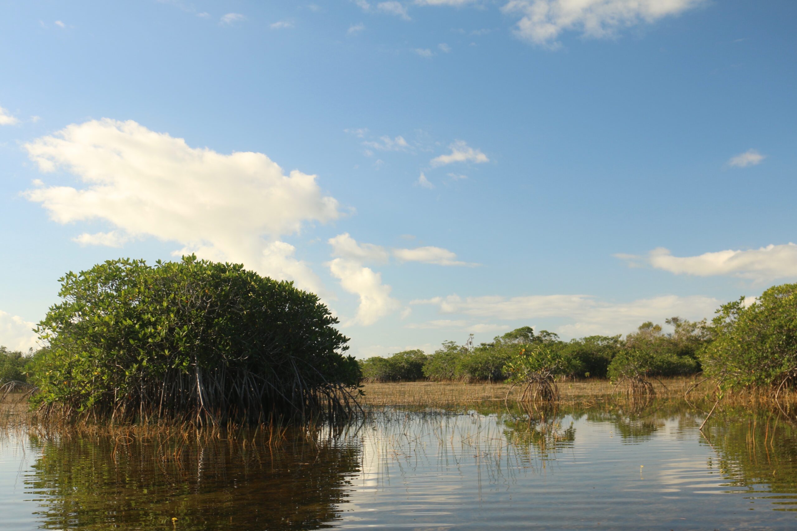 mangroves, Everglades National Park