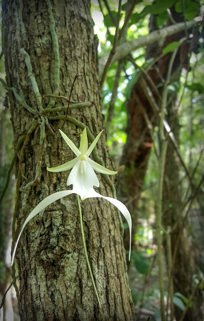 Ghost Orchid - Big Cypress National Preserve (U.S. National Park Service)