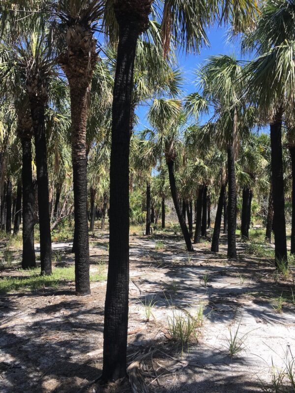 A Dark History at Egmont Key Florida Seminole Tourism